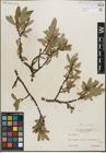 Foto von Salix glauca L.